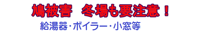 鳩被害は冬も油断大敵！
